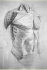 Anterior torse muscles