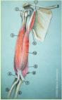 Forearm flexor muscles