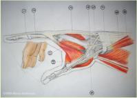 Hand muscles