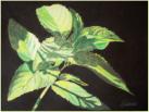 "Menthe du poteger" - AVAILABLE DISPONIBLE