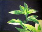 "Menthe du poteger" - AVAILABLE DISPONIBLE