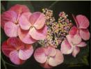 Ortensie - AVAILABLE DISPONIBLE