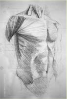 Anterior torse muscles