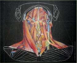 Anterior neck muscles