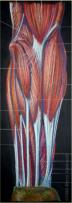 Anterior forearm muscles