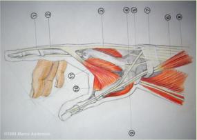 Hand muscles