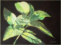 "Menthe du poteger" - AVAILABLE DISPONIBLE